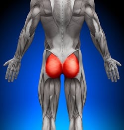 Den store setemuskelen (Gluteus maximus)