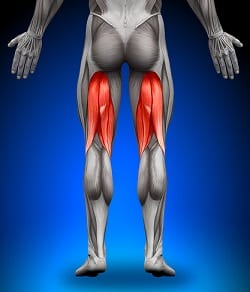 Quadriceps